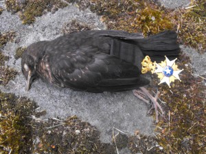 Swedish blackbird suicide 6 june 2015